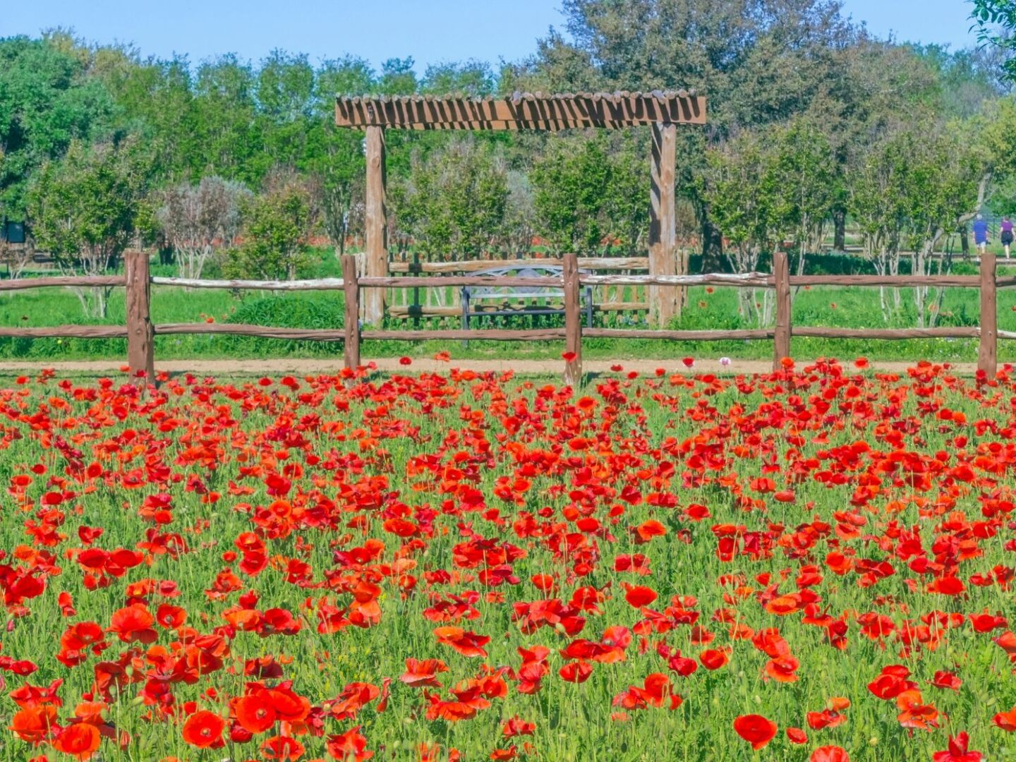 Fredericksburg flowers