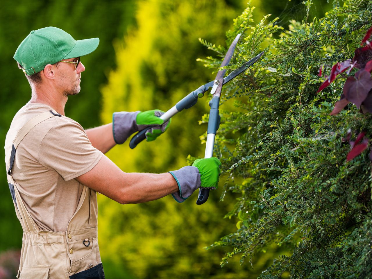 Pruning tree