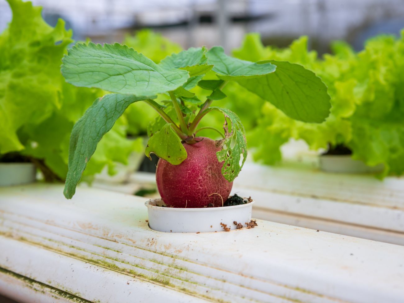 Hydroponics radish