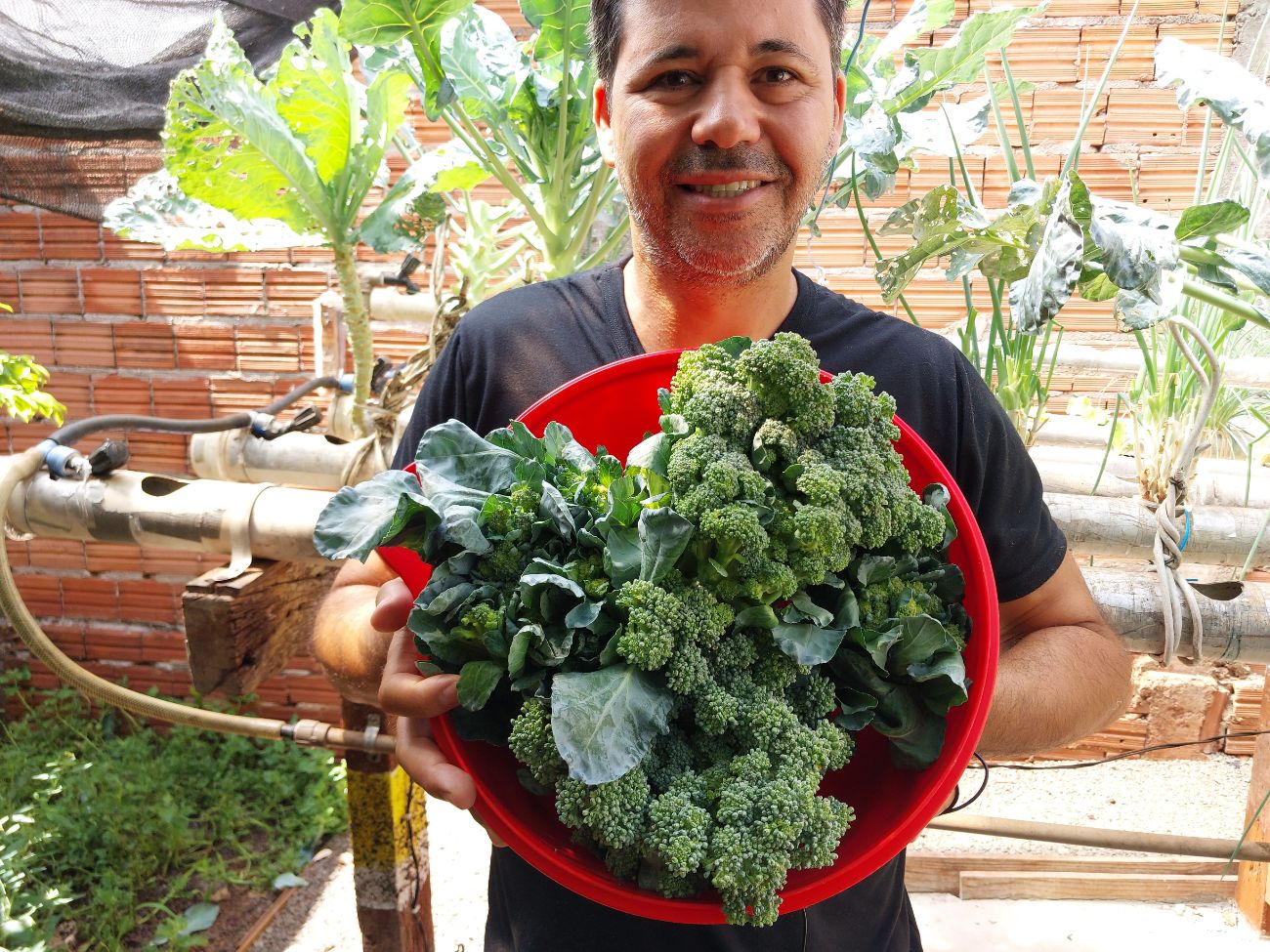 Hydroponics vegetables