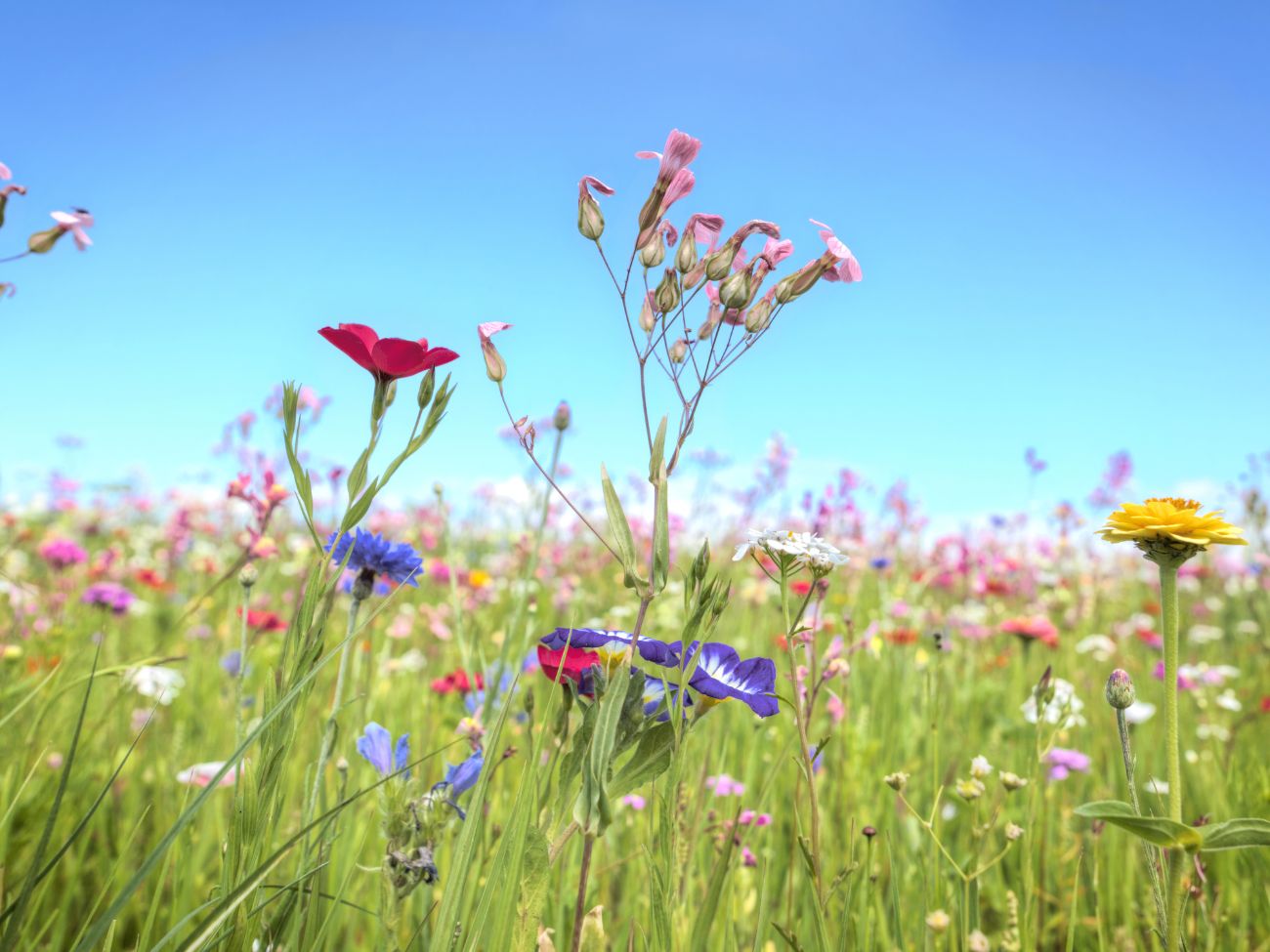 Pretty meadow flowers