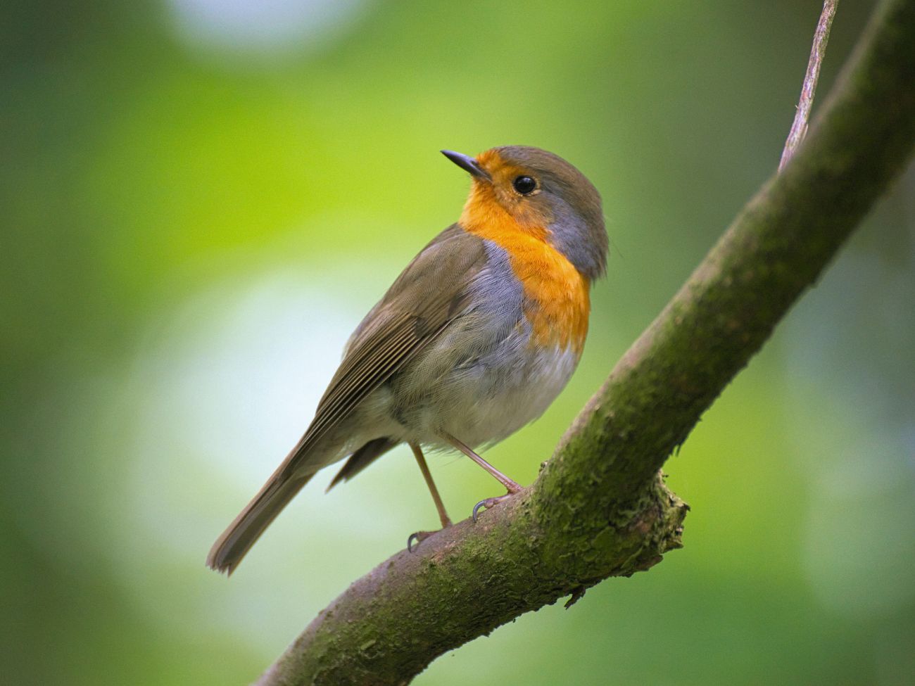 A robin on a branch