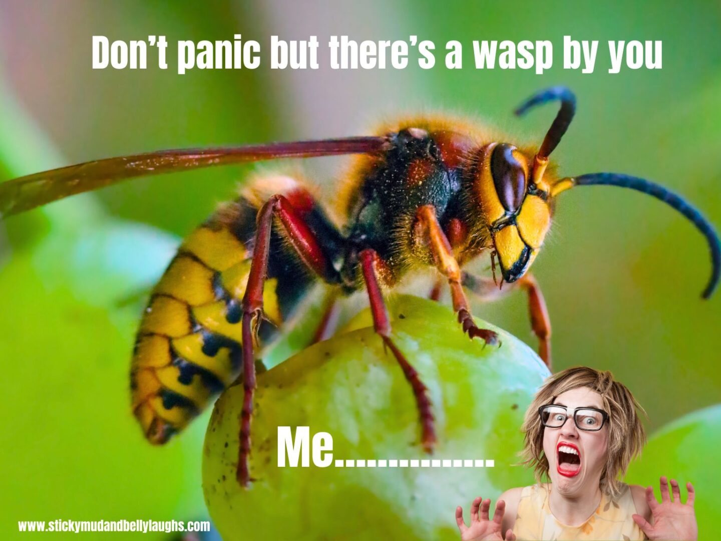 I hate wasps
