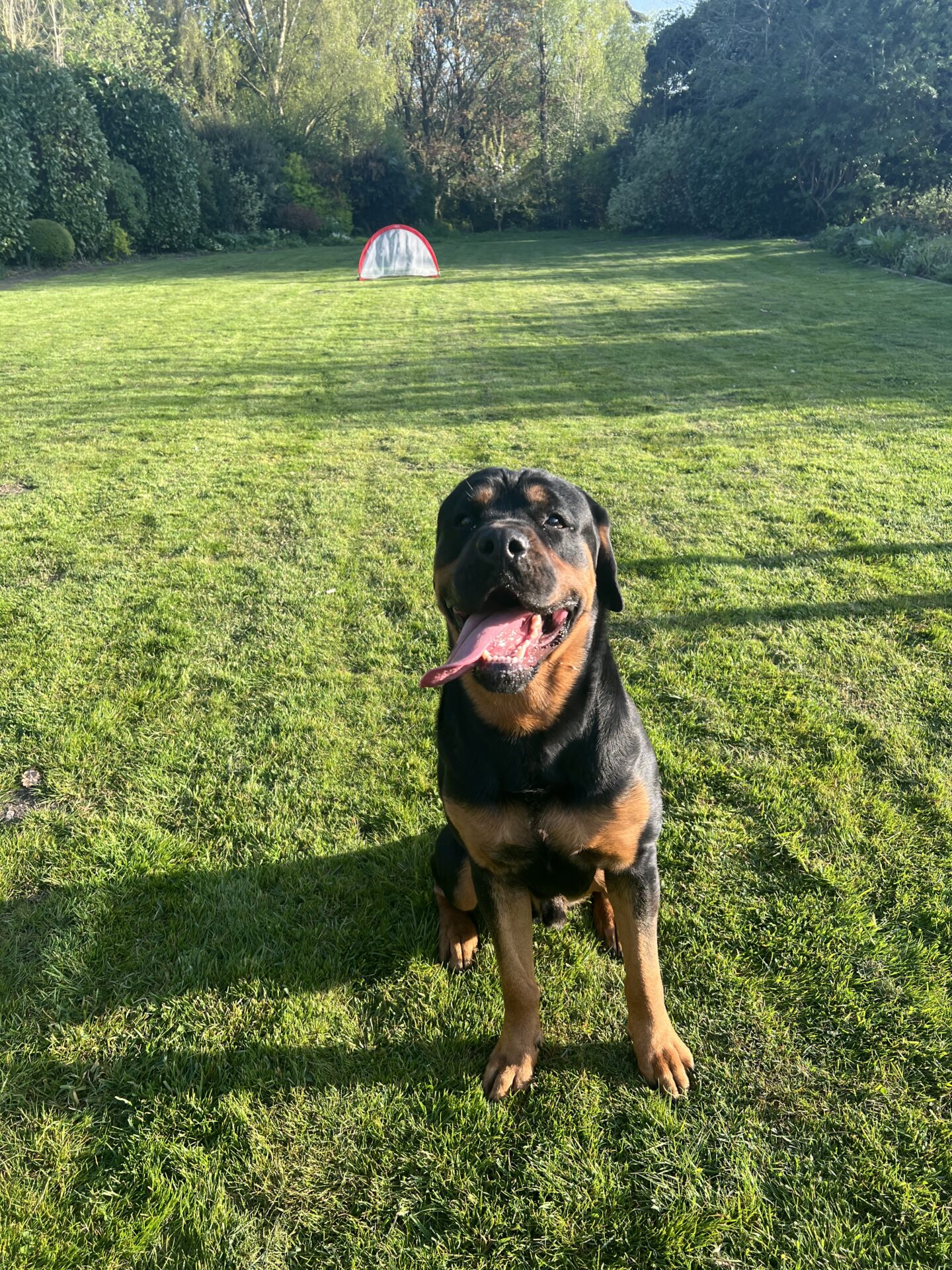 Barney our rottie sitting in the garden.