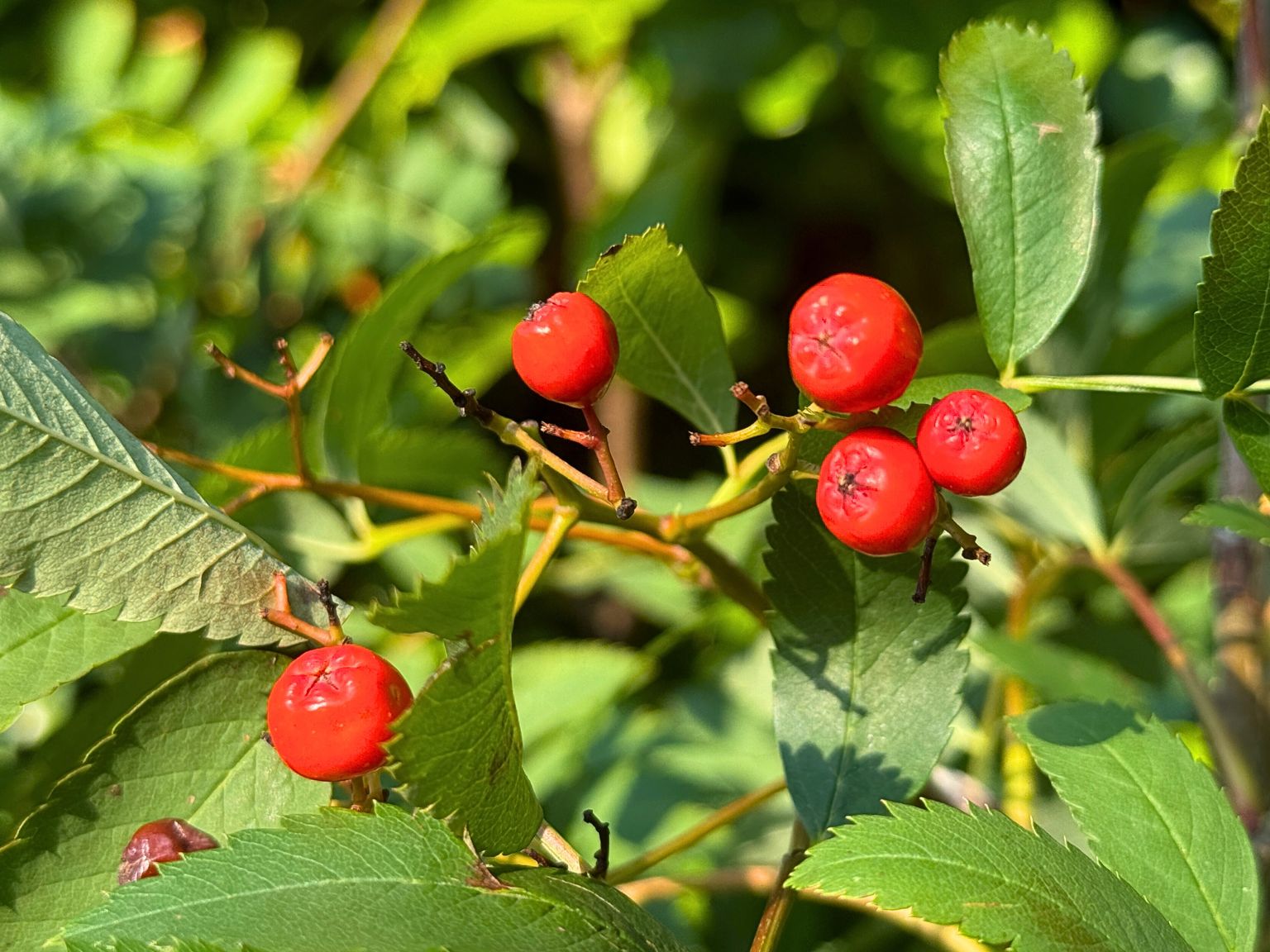 A close up of the foliage in my garden. There are bright red berries, with the lush green background of the leaves.