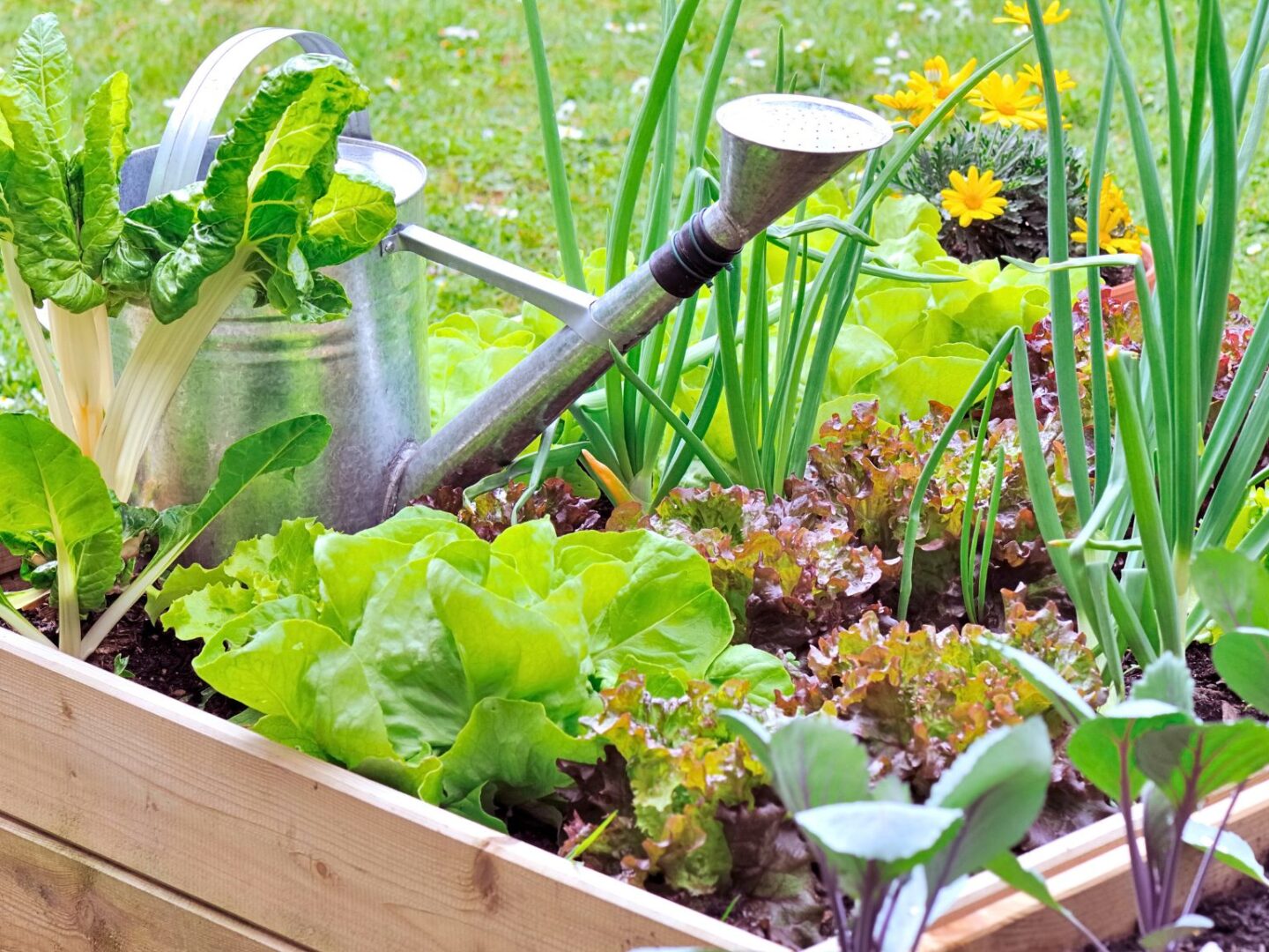 Vegetable patch
