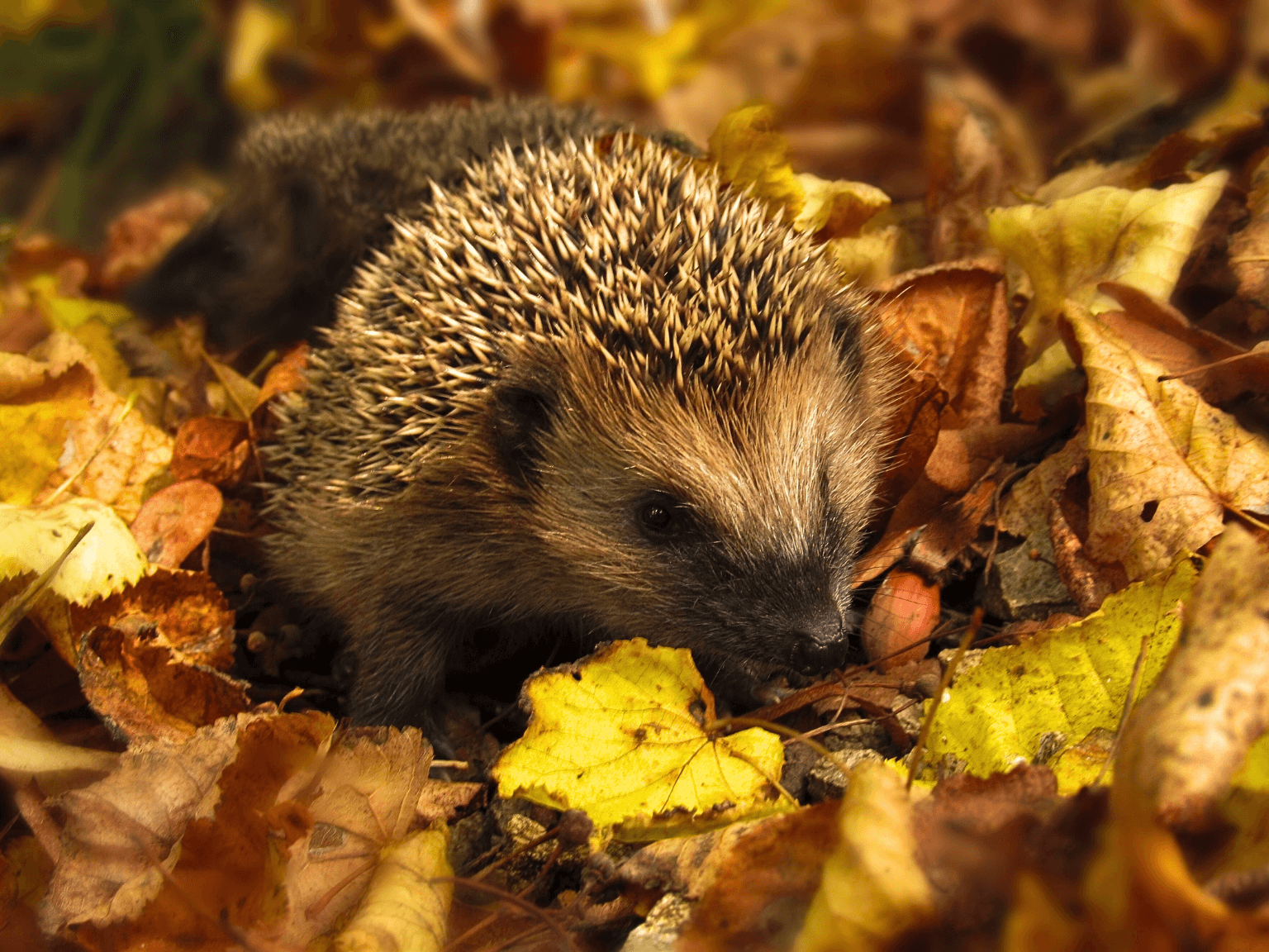 Monday Morning Blog Club 13/10/25