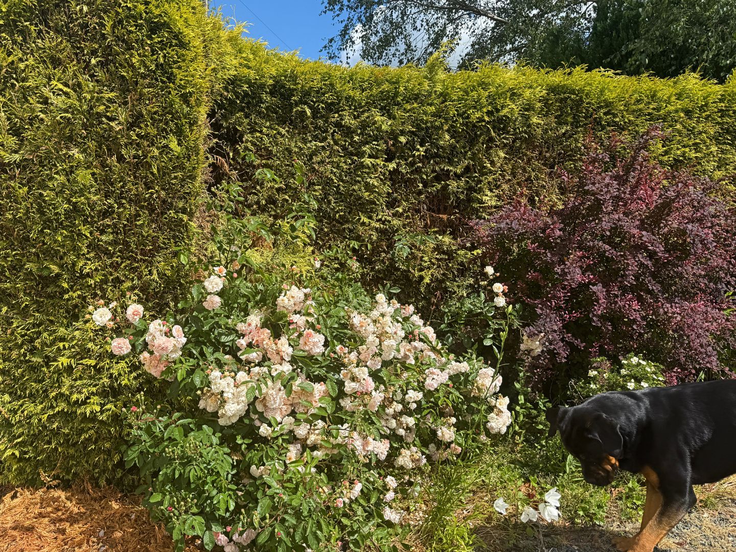 Another musk rose by the Leylandii