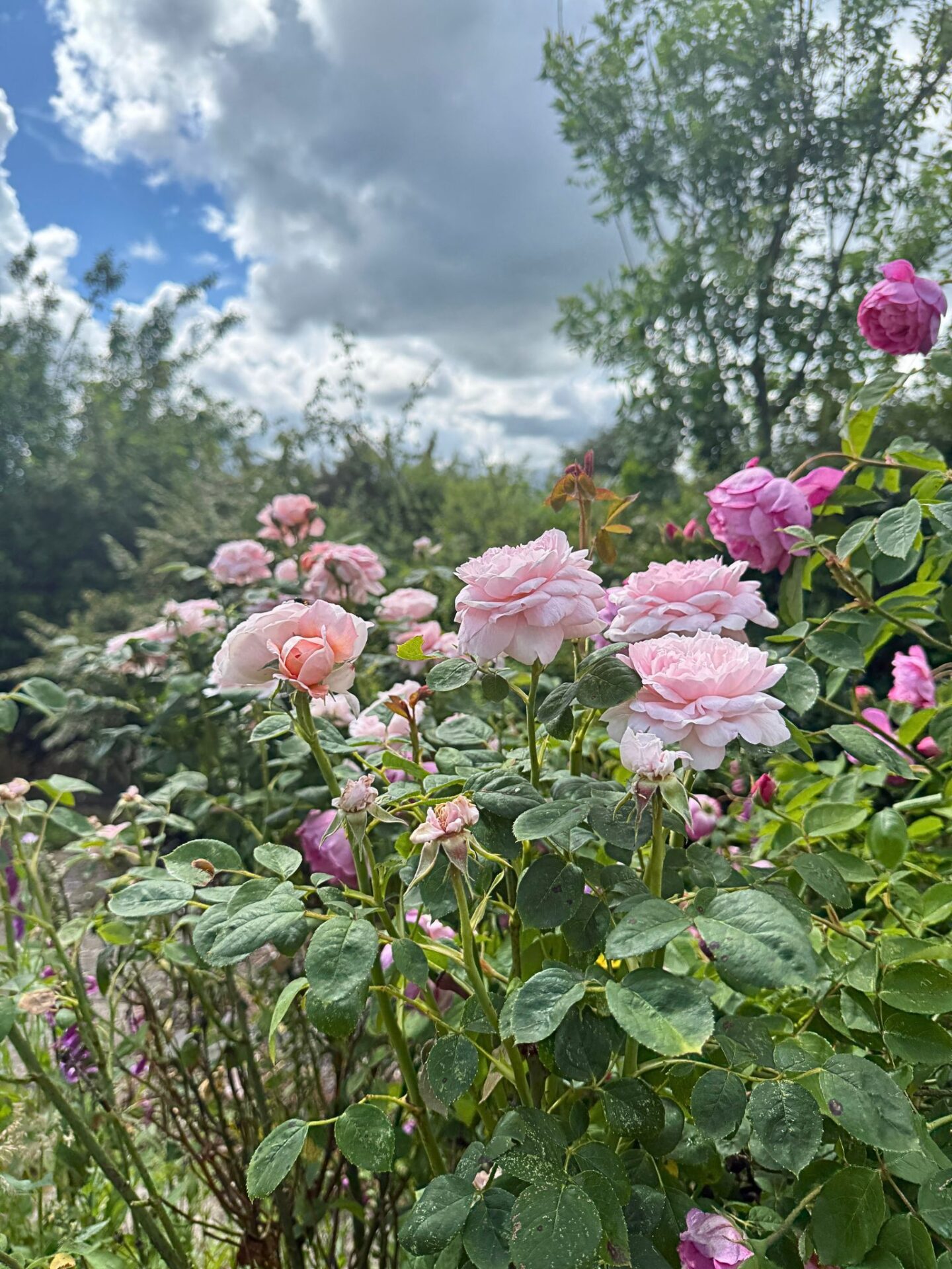 Damask Light pink roses 1