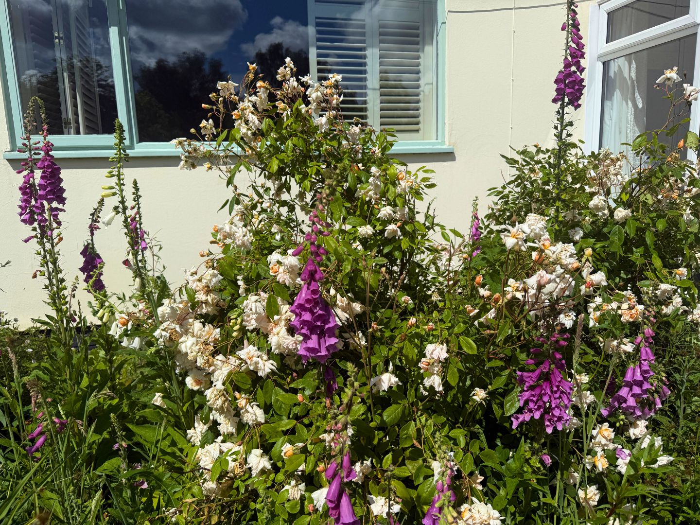 Musk roses with the