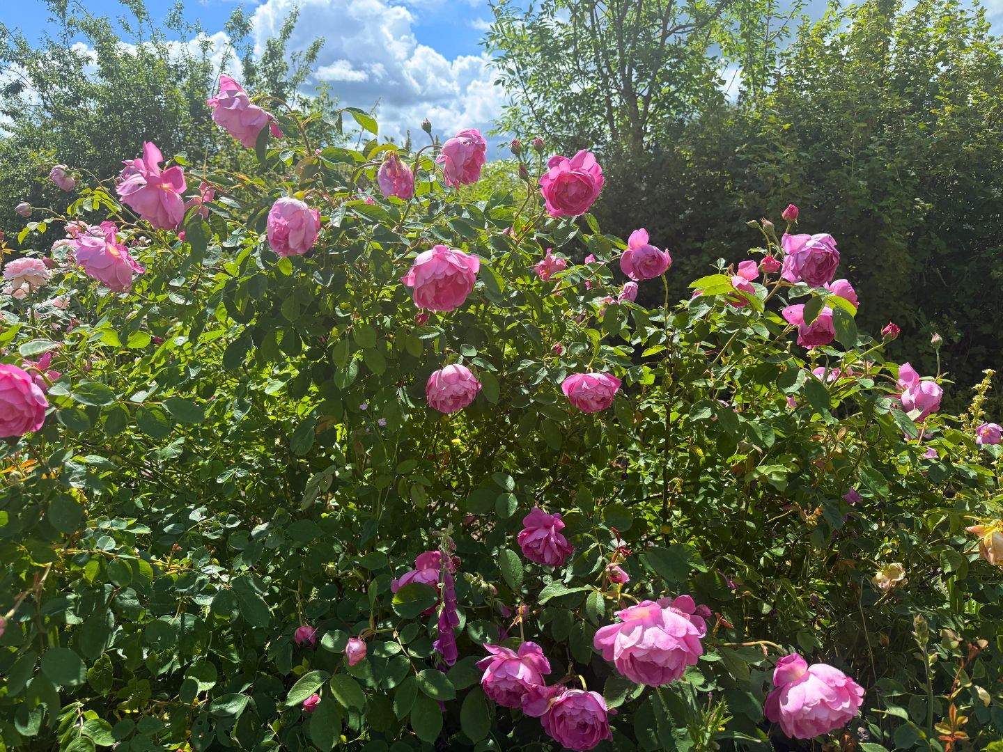My pink roses