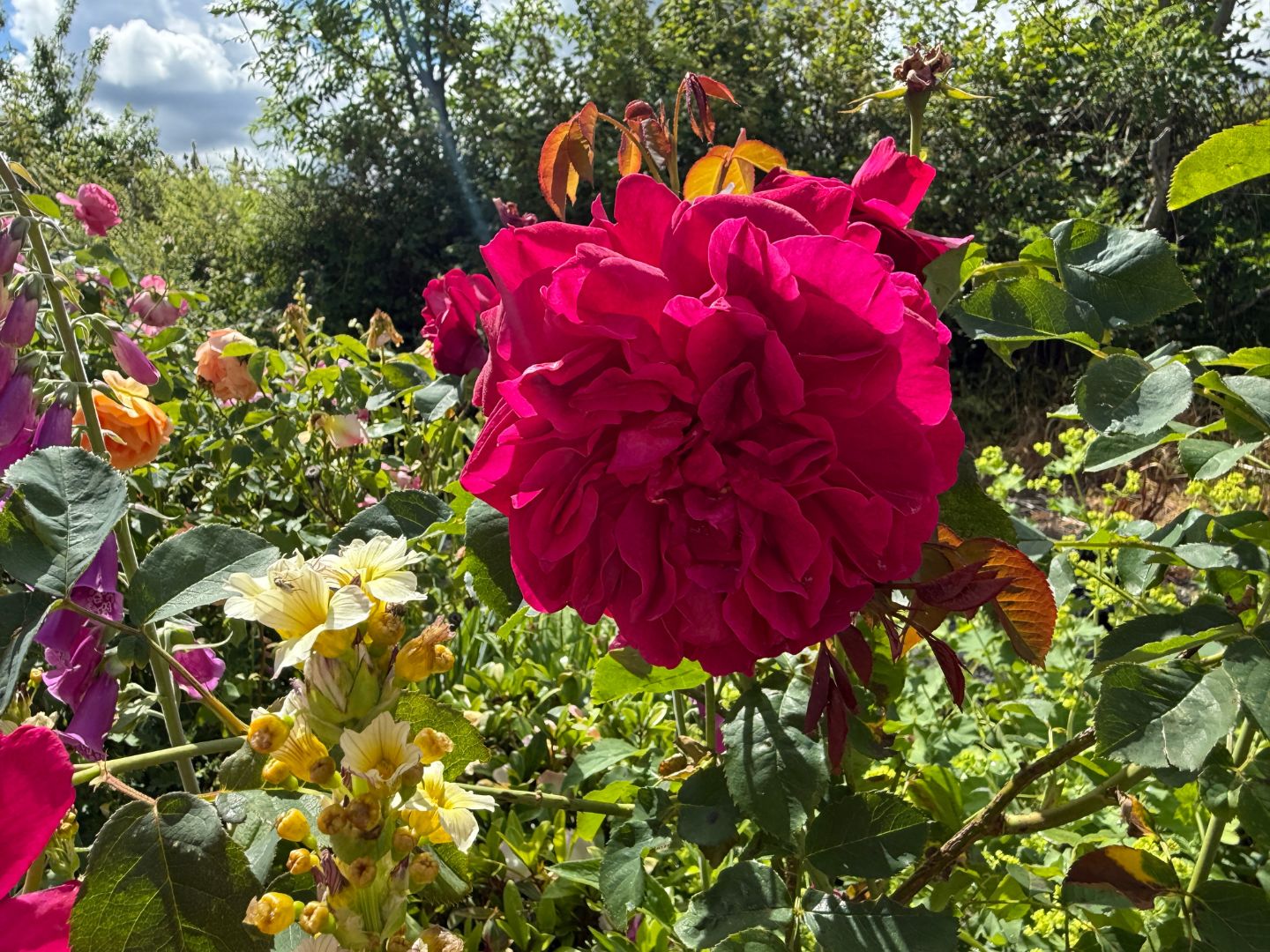 My red roses