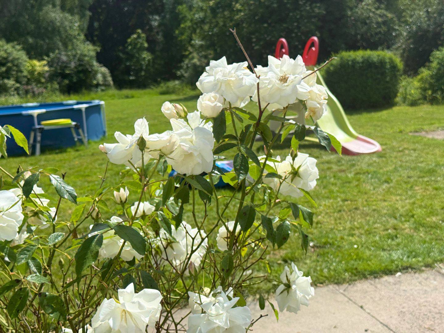 My white roses 1