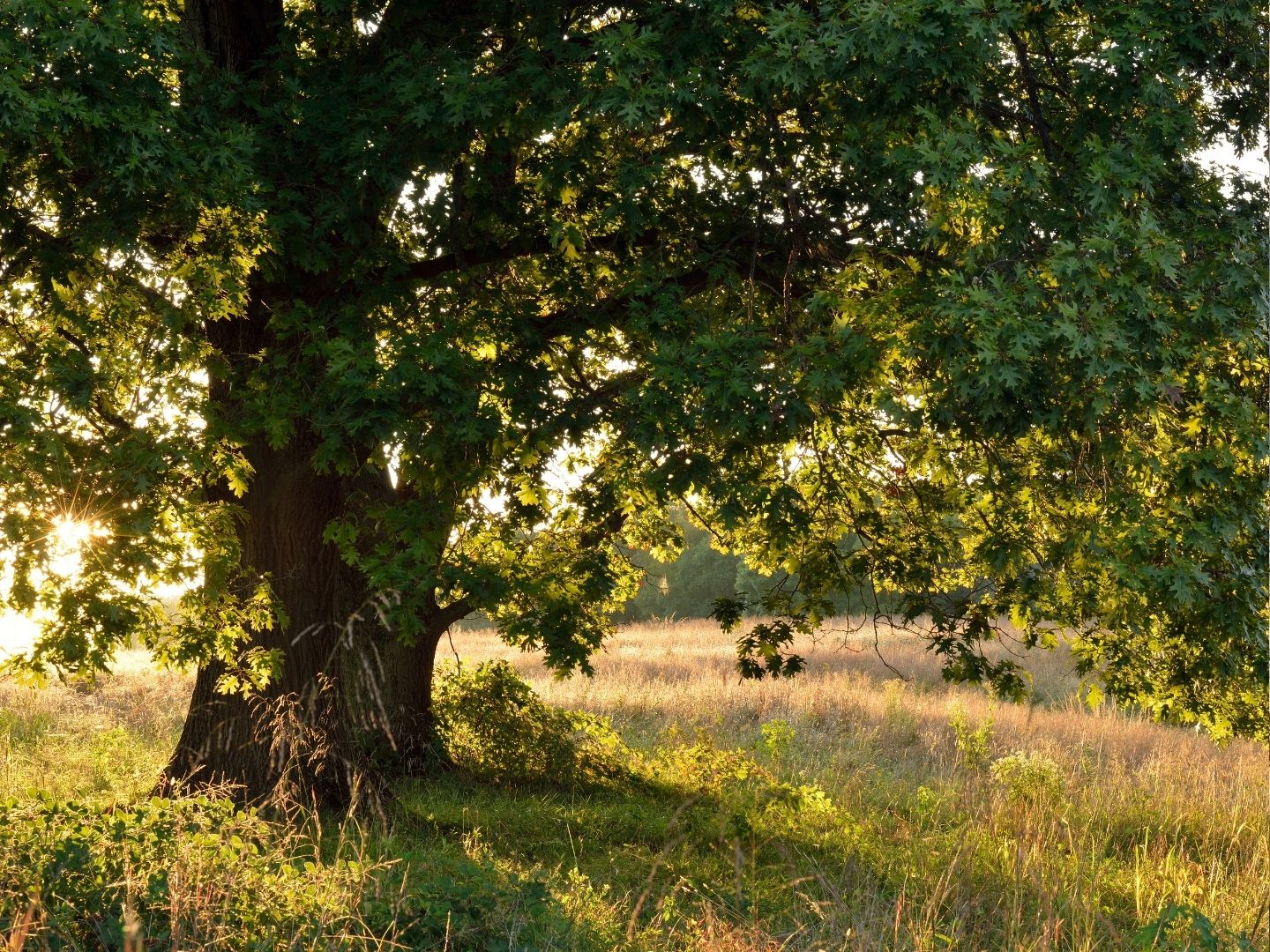 Why Healthy Trees Mean a Healthy Home