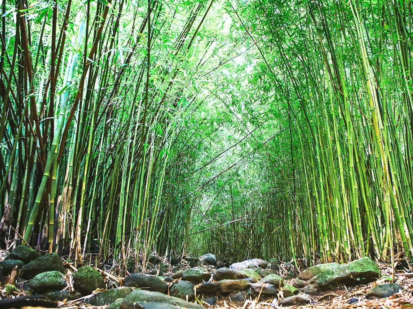 bamboo forest