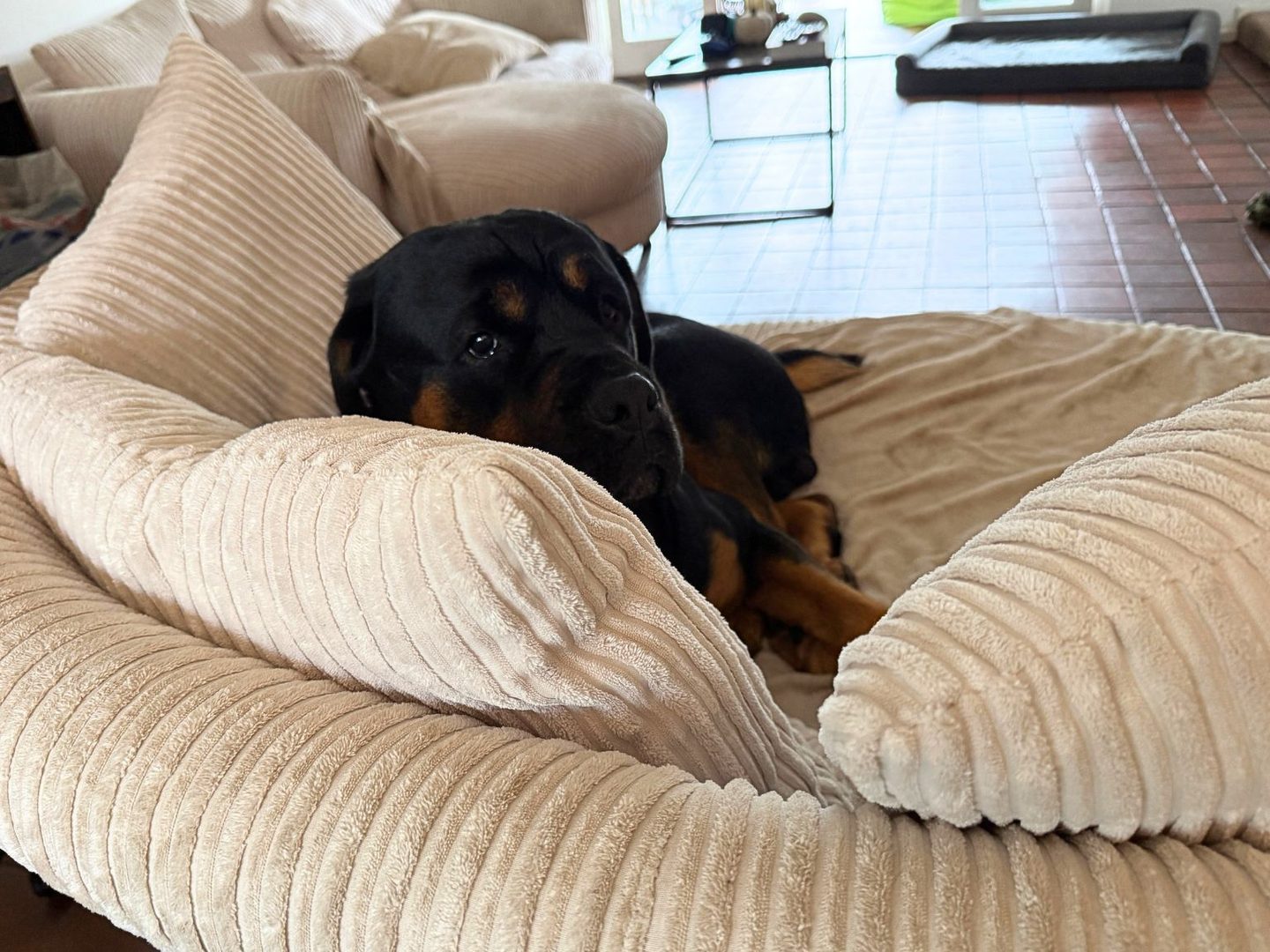 Barney boo chilling